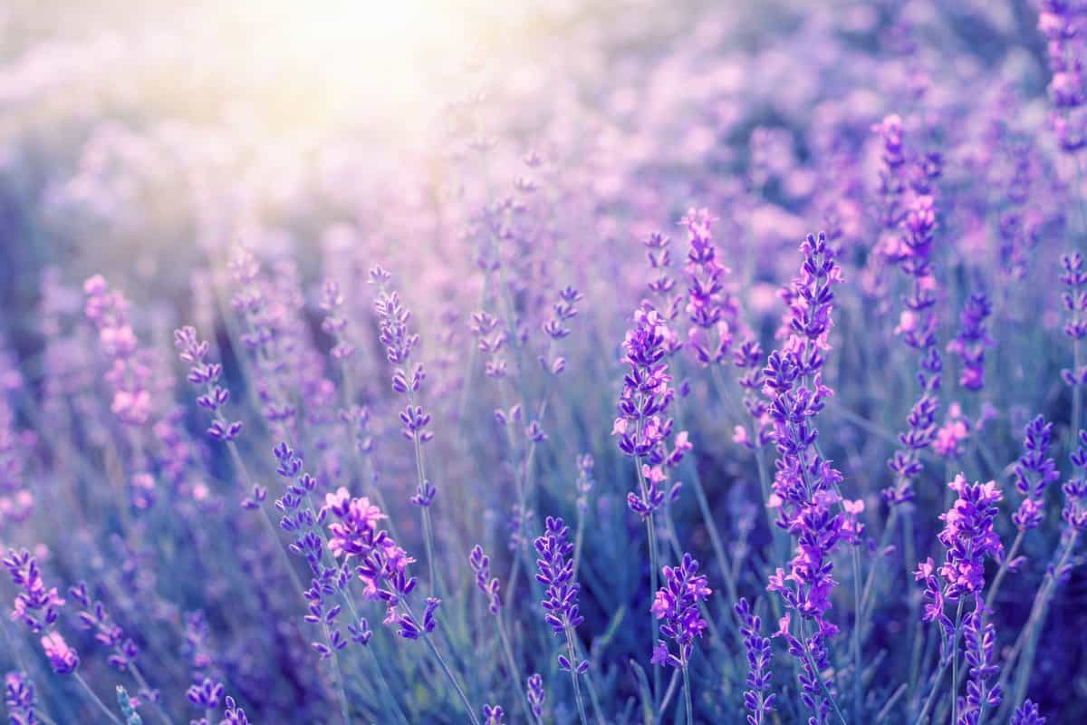 campo de flores de lavanda