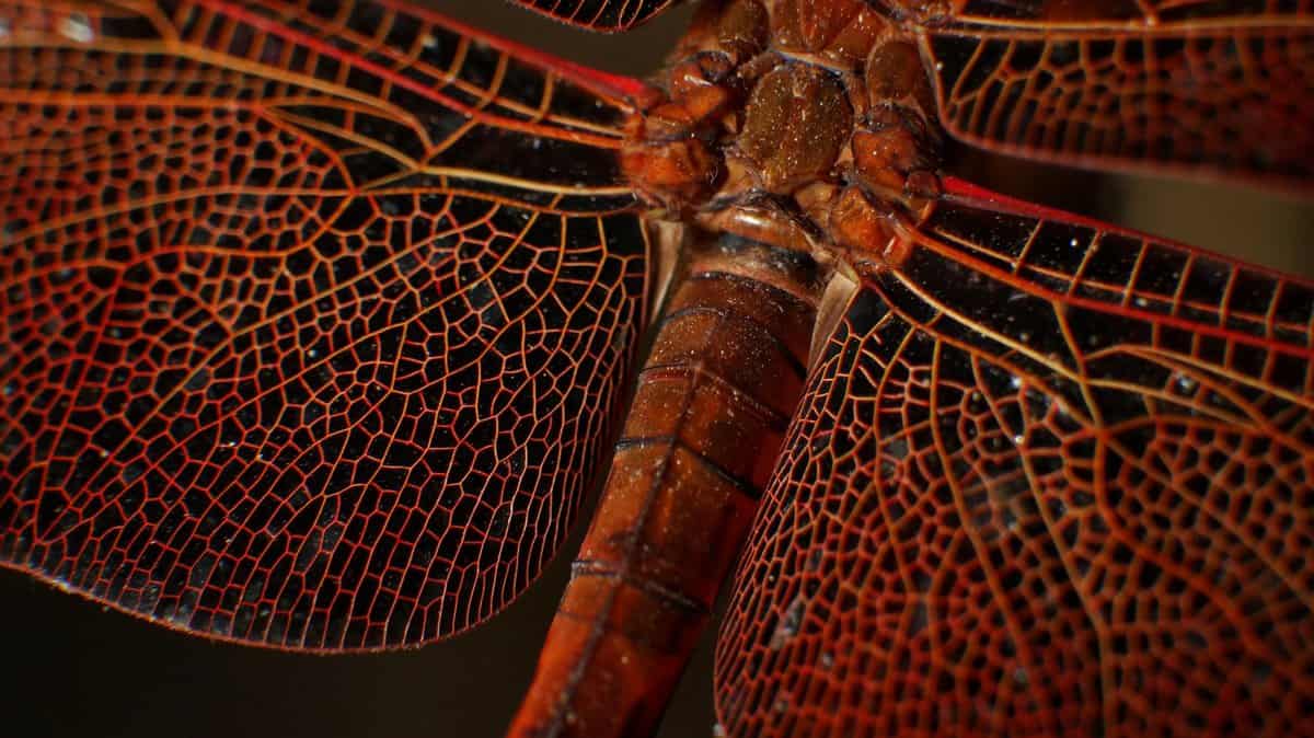 red-dragonfly-wings