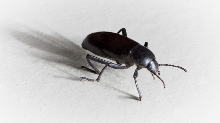 黑甲虫的精神寓意--一切皆有可能。