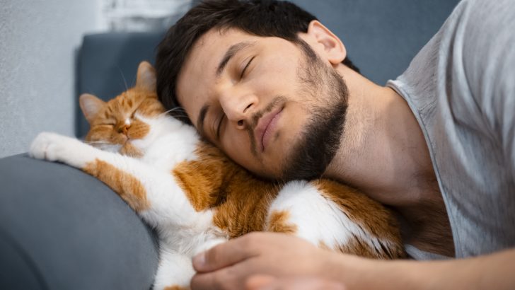 頭上で眠る猫はスピリチュアルを意味する。