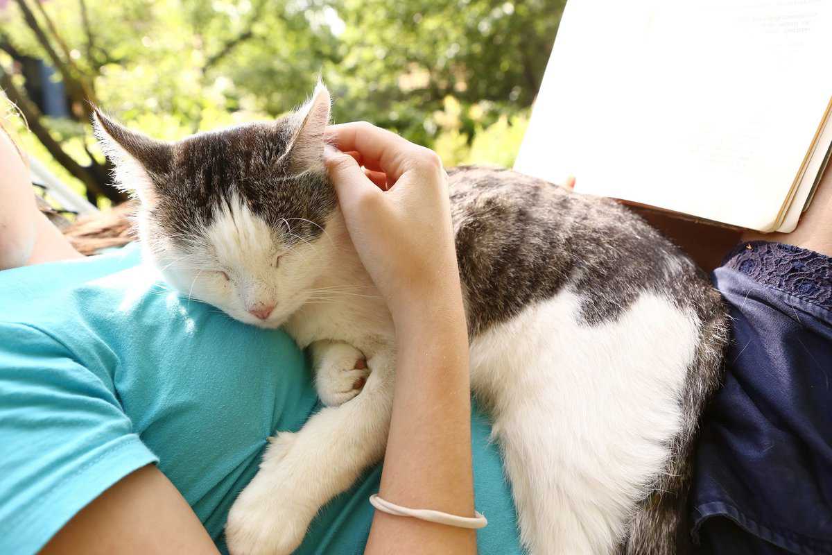 cat-sleeping-on-my-stomach-spiritual-meaning