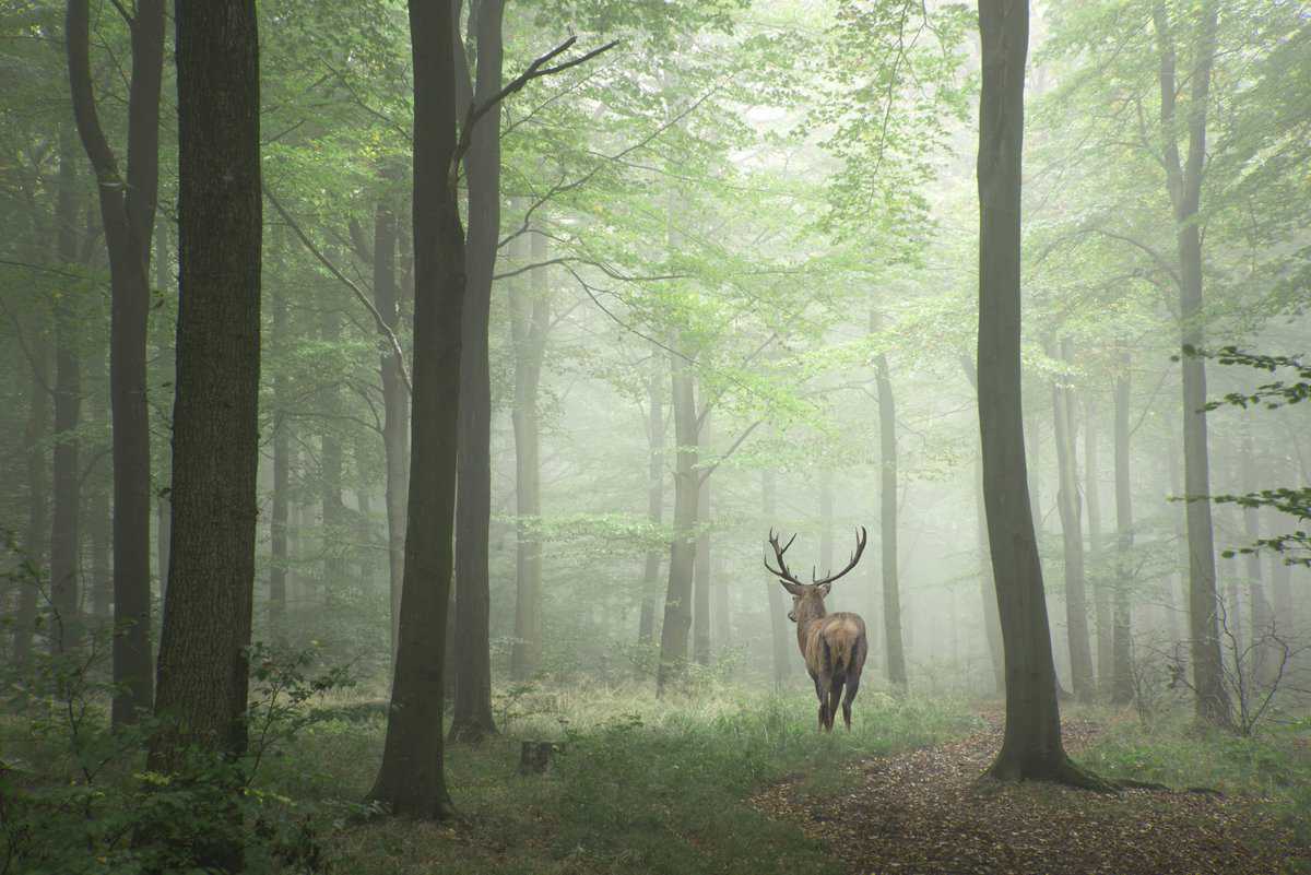 deer-nature-forest