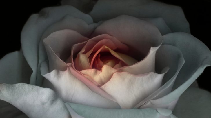 Magickal Properties Of Rose