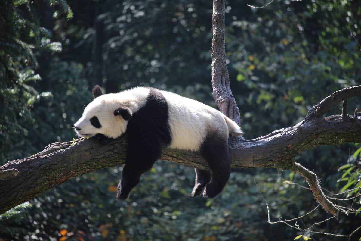 panda-pigro che dorme