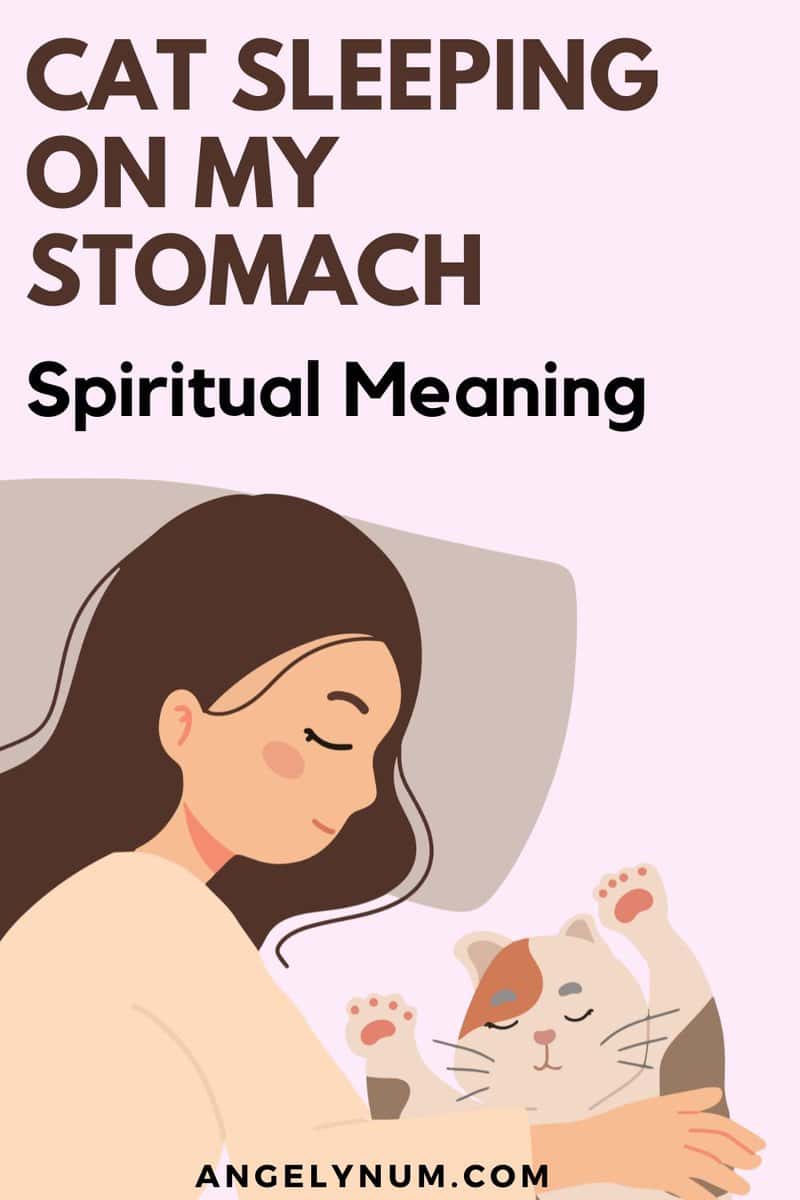 Cat Sleeping On My Stomach Spiritual Meaning