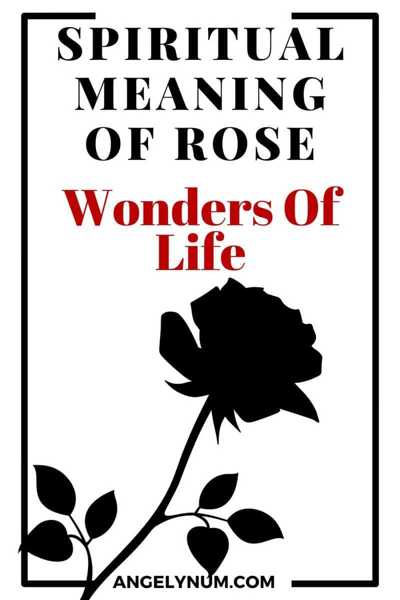 Spiritual Meaning Of Rose Wonders Of Life