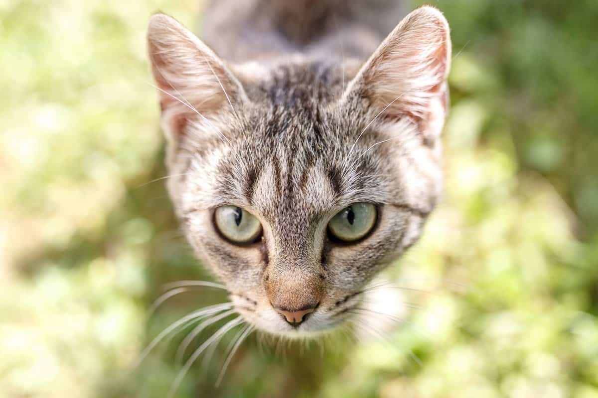 猫盯着你的精神含义