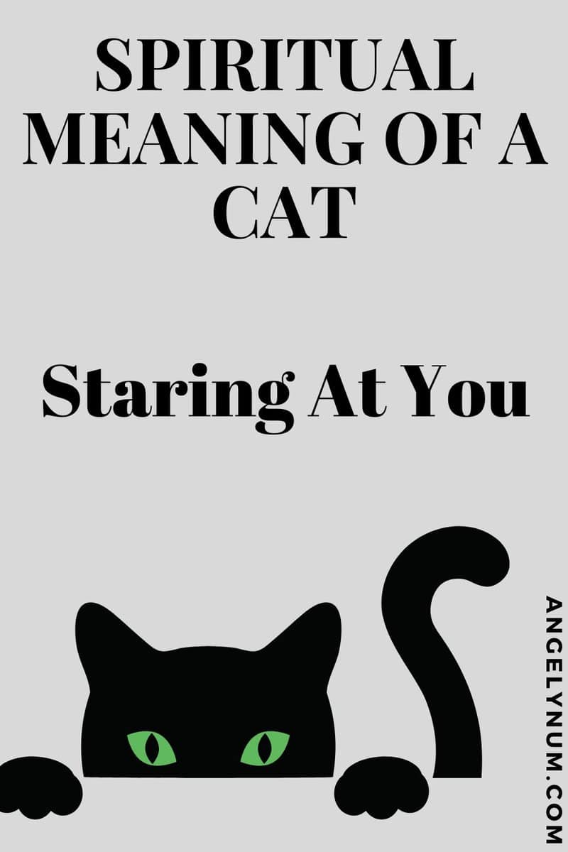 Spiritual Meaning Of A Cat Staring At You