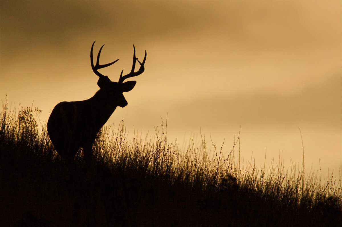 deer-spiritual-meaning