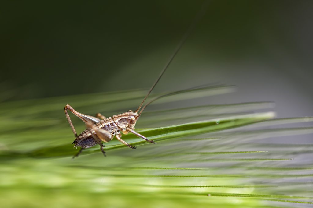 es-mala-suerte-matar-un-cricket