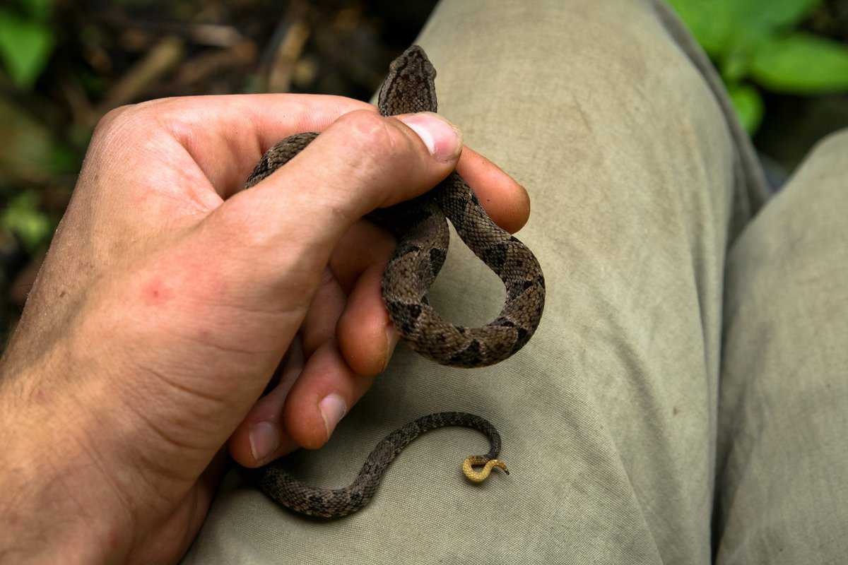 serpente ucciso nel sogno