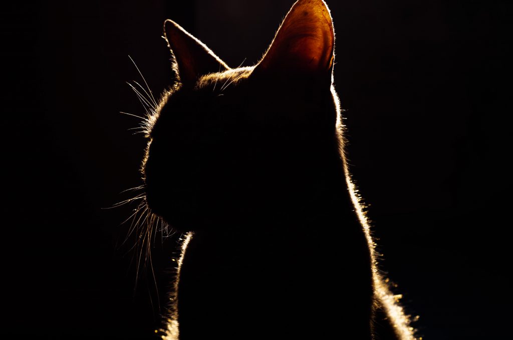 why-does-my-cat-follow-me-everywhere-spiritual-meaning
