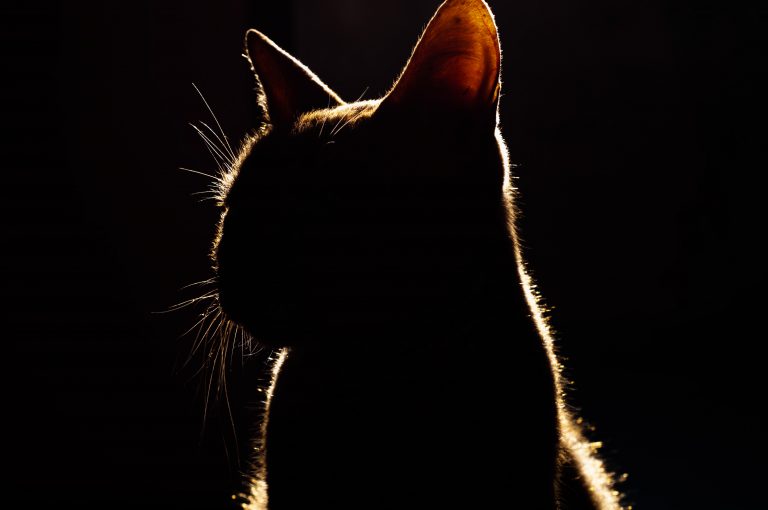 なぜ私の猫はどこにでもついてくるのか？
