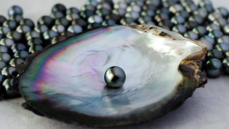 黑珍珠的寓意--美丽。