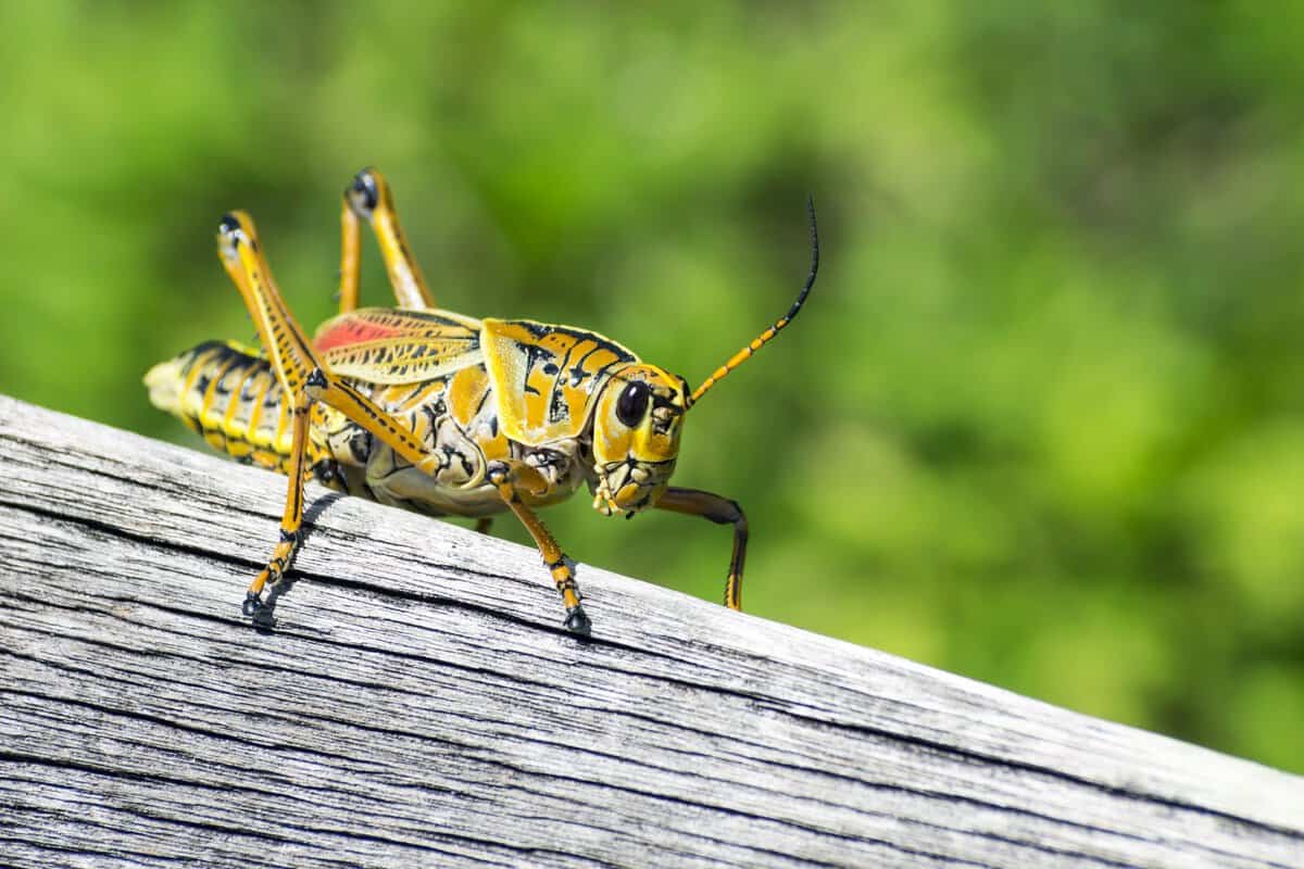 cricket-insect-closeup