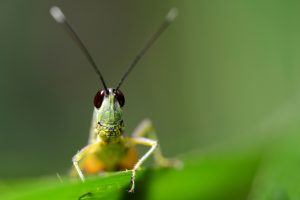 cricket-insect-head