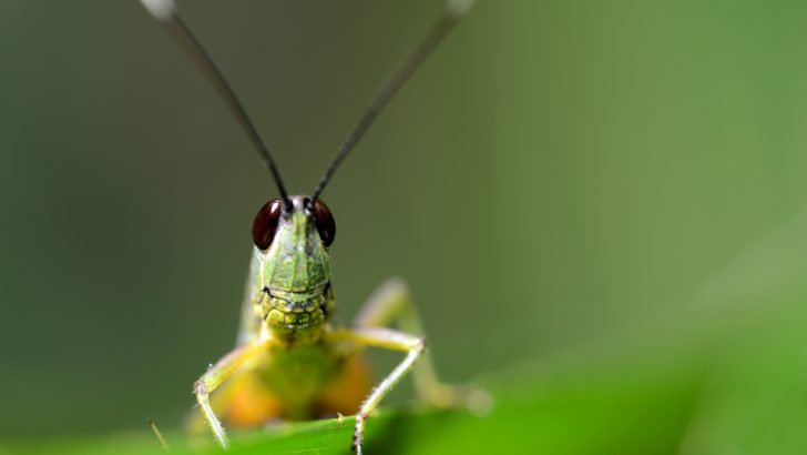 Are Crickets Good Luck? Yes, and Here’s Why