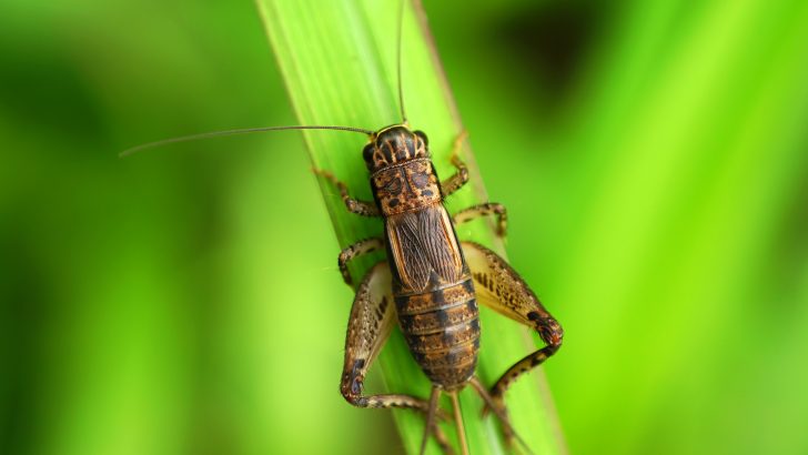 The Spiritual Meaning of a Cricket in the House: 5 Meanings