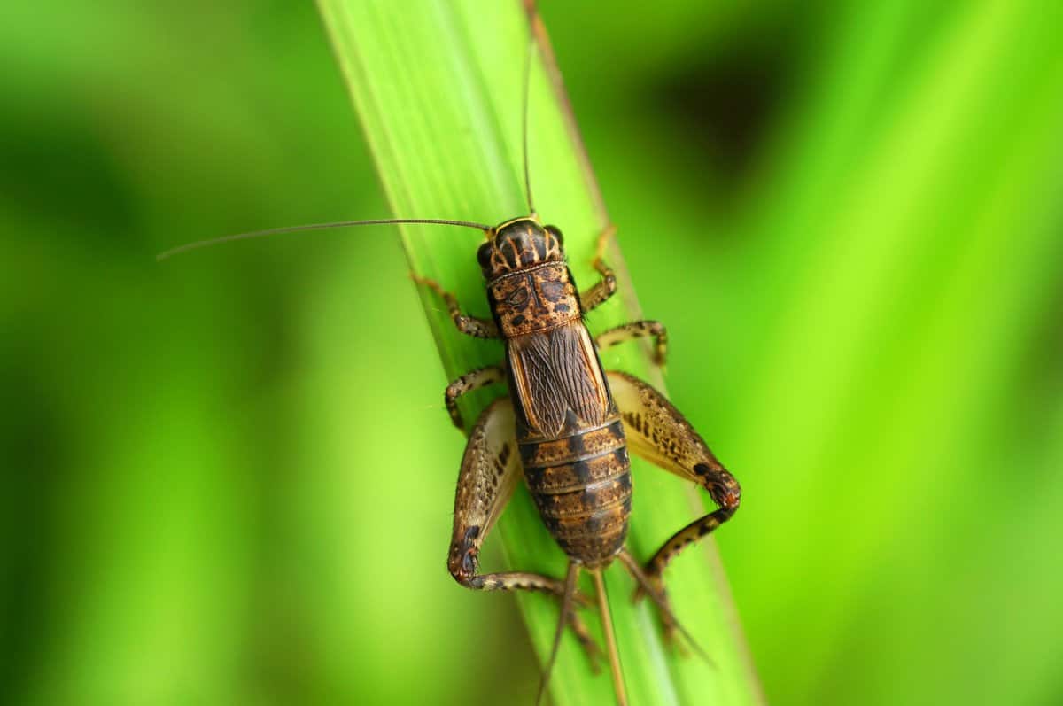cricket-nature-insect