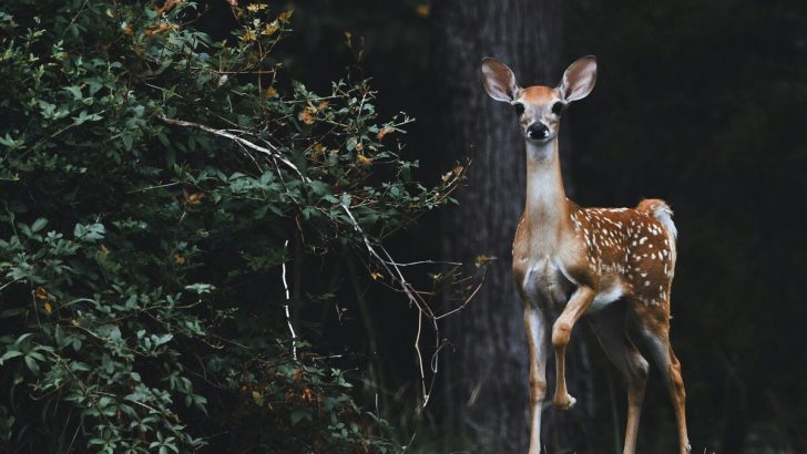 7 Animals Guardian Angels Use to Communicate With Us