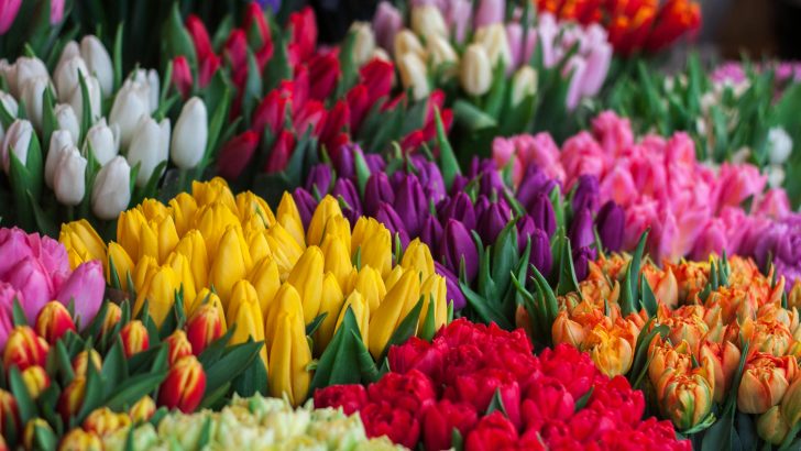 The Spiritual Meaning And Significance Of Tulips