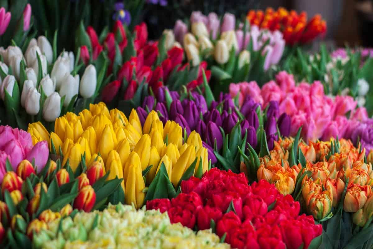 spiritual-meaning-of-tulips