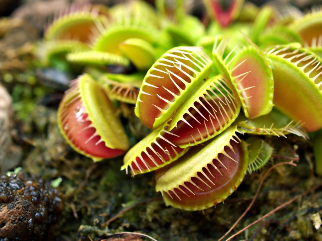 venus-flytrap