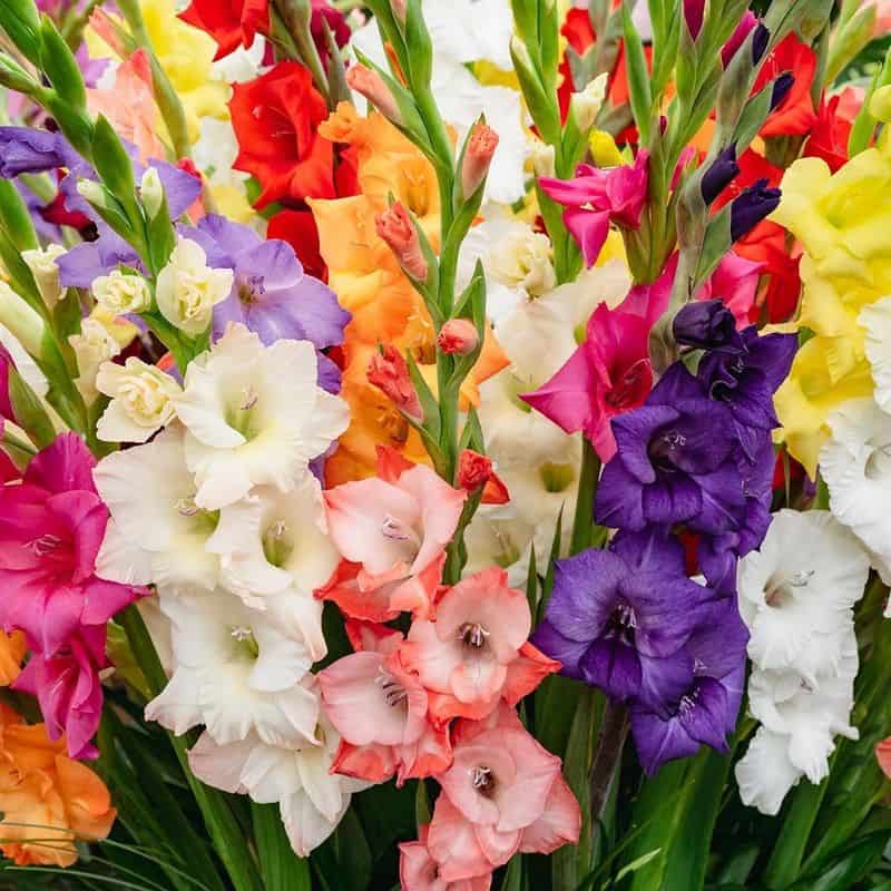 August: Gladiolus - The Determined Achiever