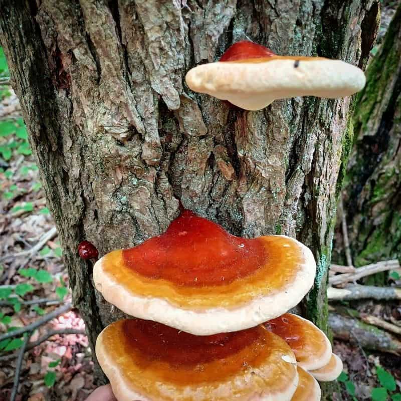 Magical Mushrooms