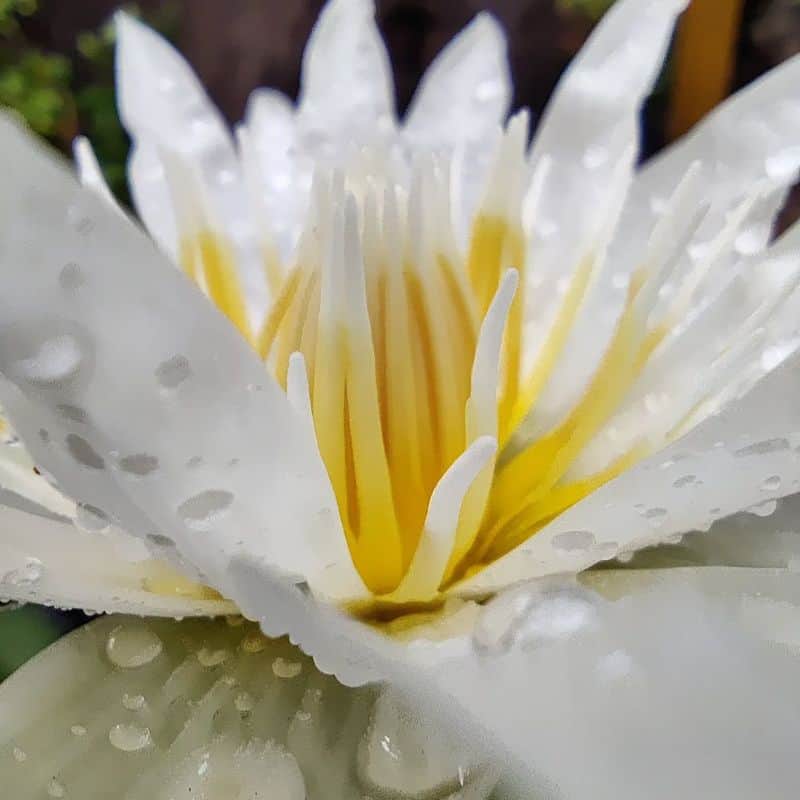 Lotus: The Mud-to-Magnificence Marvel