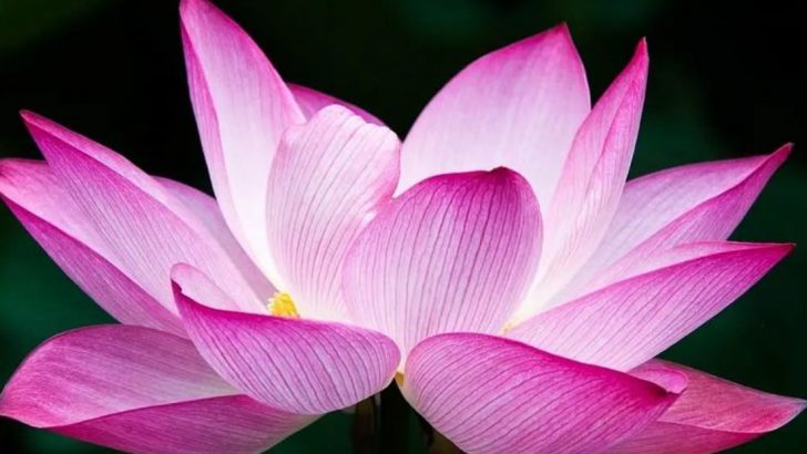 10 Sacred Flowers and Their Interesting Meanings