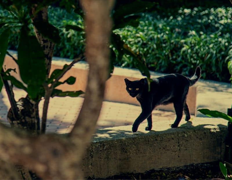 Black Cats: Furry Harbingers of Misfortune