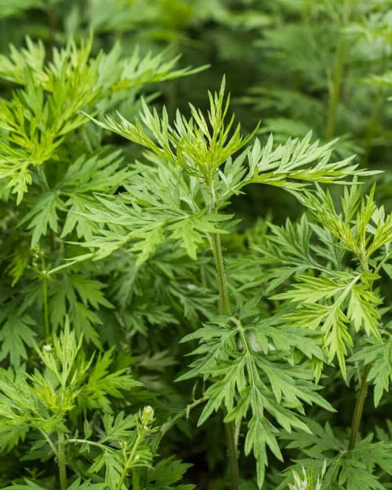 Mugwort: The Dreamweaver's Delight