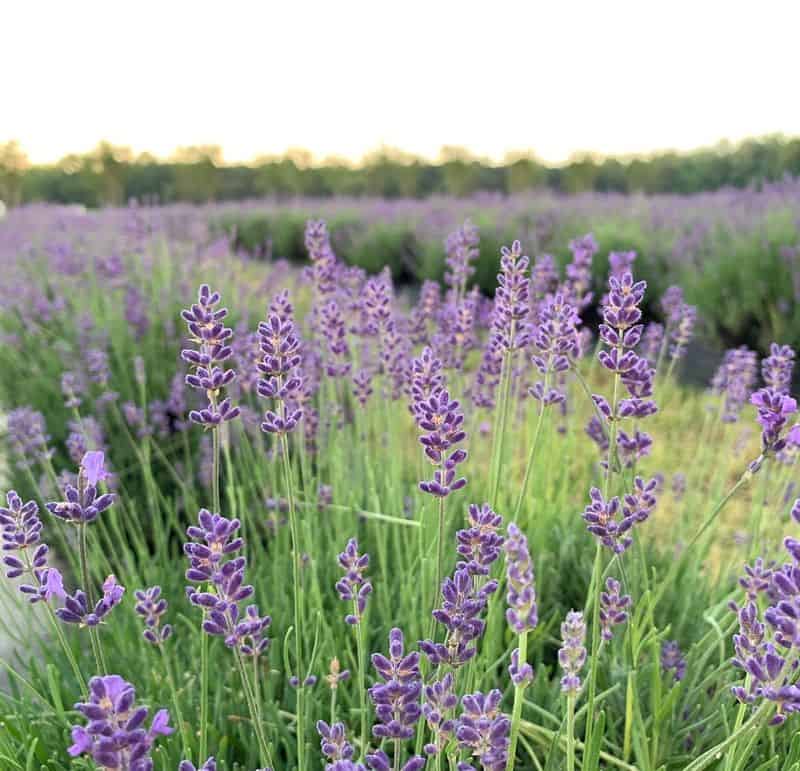 Lavender: The Purple Mood-Lifting Miracle
