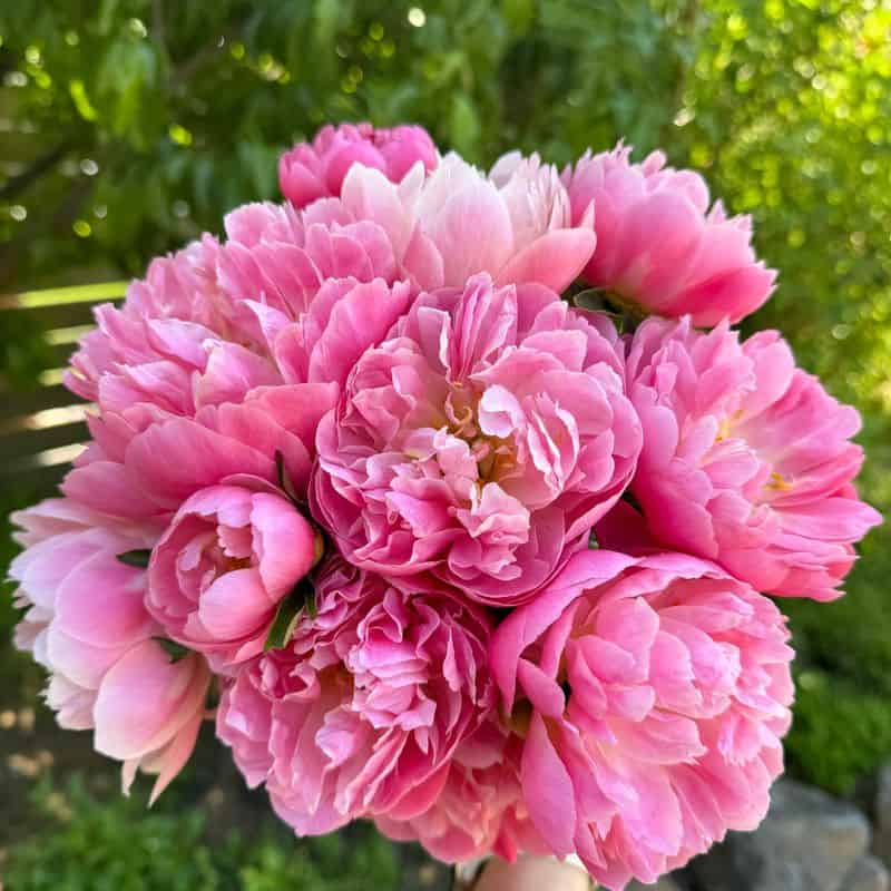 Peony: The Flower That Thinks It's Royalty