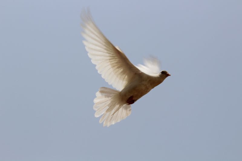 Flying Dreams: Your Soul Wants Freedom