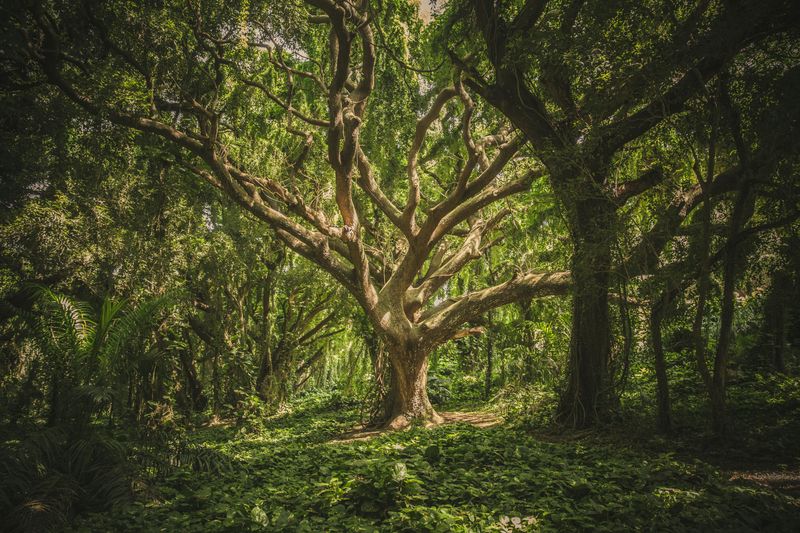 Forest Spirit Who Demands Twice-Daily Offerings