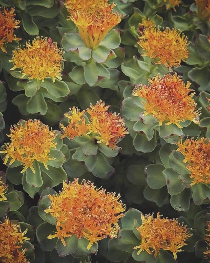 Rhodiola Rosea: The Viking Vitality Herb