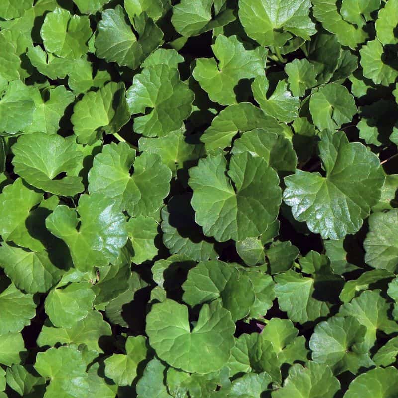 Gotu Kola: The Elephant Memory Herb That's Not Just for Pachyderms