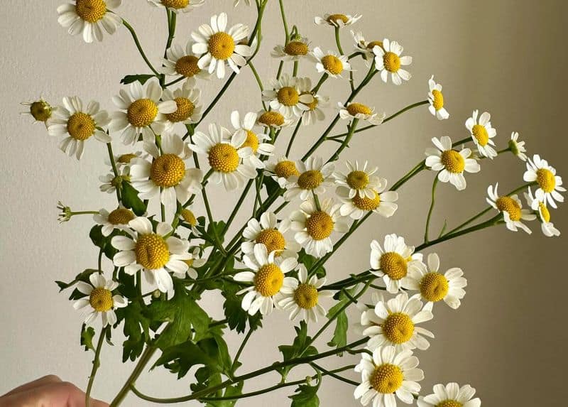 Chamomile: The Giggle-Inducing Calming Flower