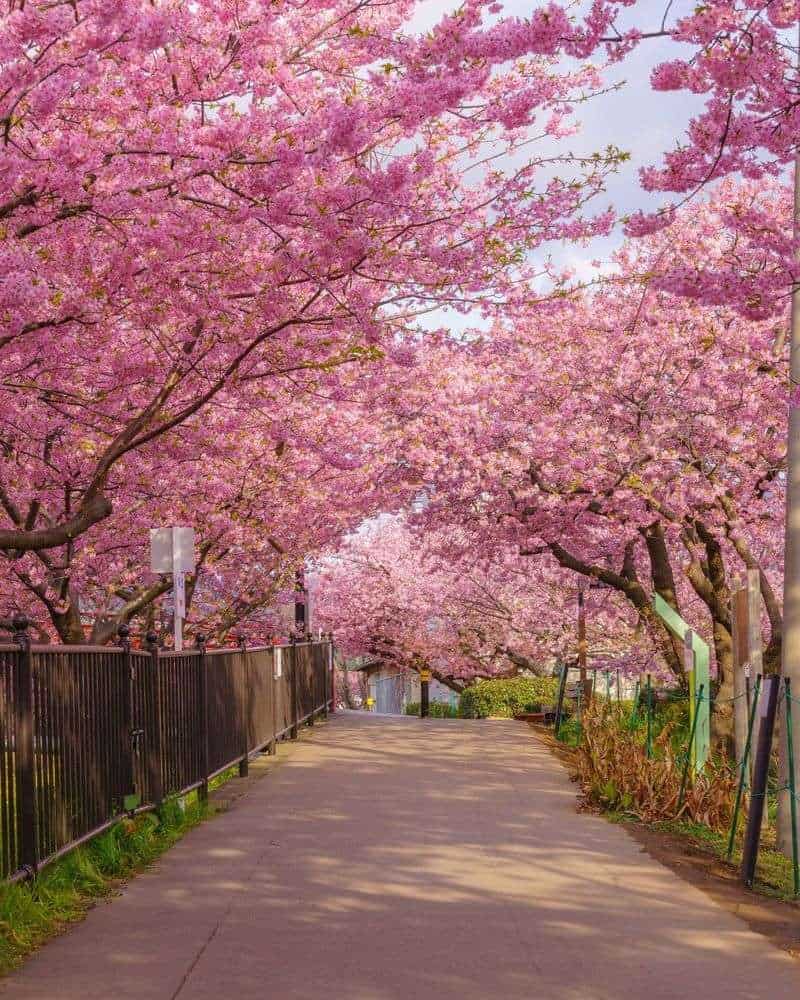 Cherry Blossom: The Fleeting Beauty Philosophers