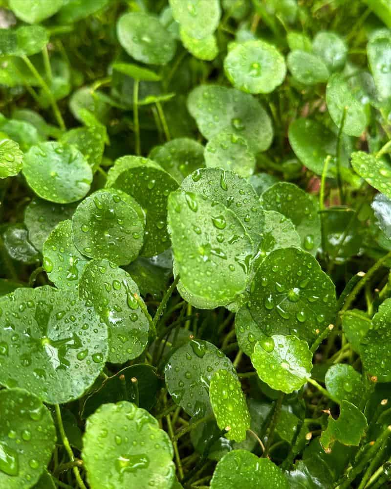Gotu Kola: The Memory-Boosting Mind Herb