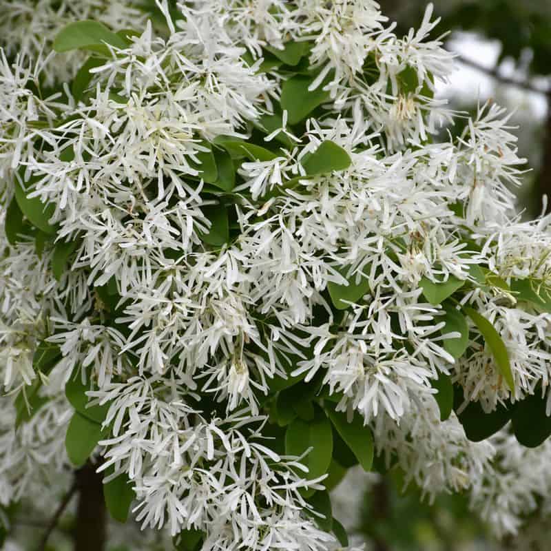 Olive Blossom: The Original Peace Emoji