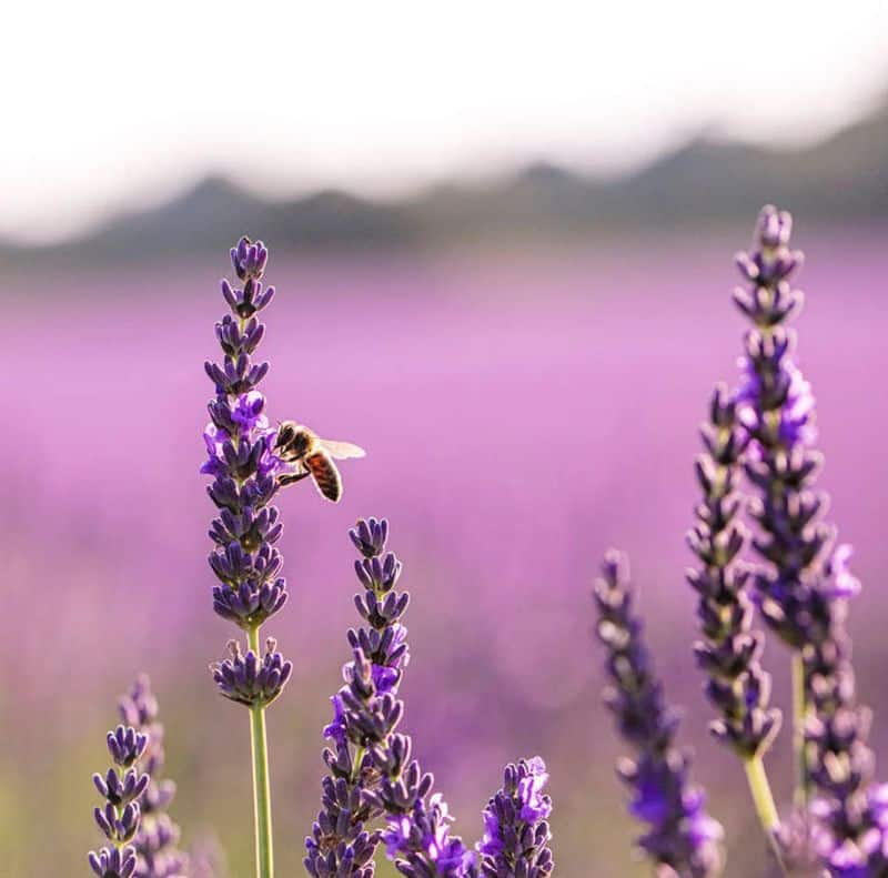 Lavender: The Chill Pill of the Plant World