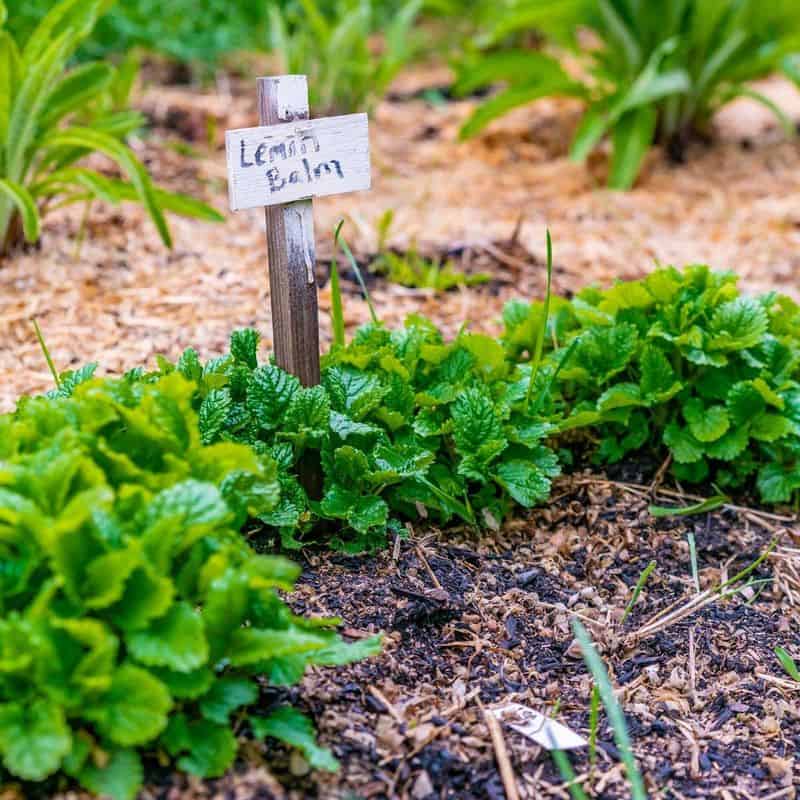 Lemon Balm: Nature's Mood-Lifting Stand-Up Comedian