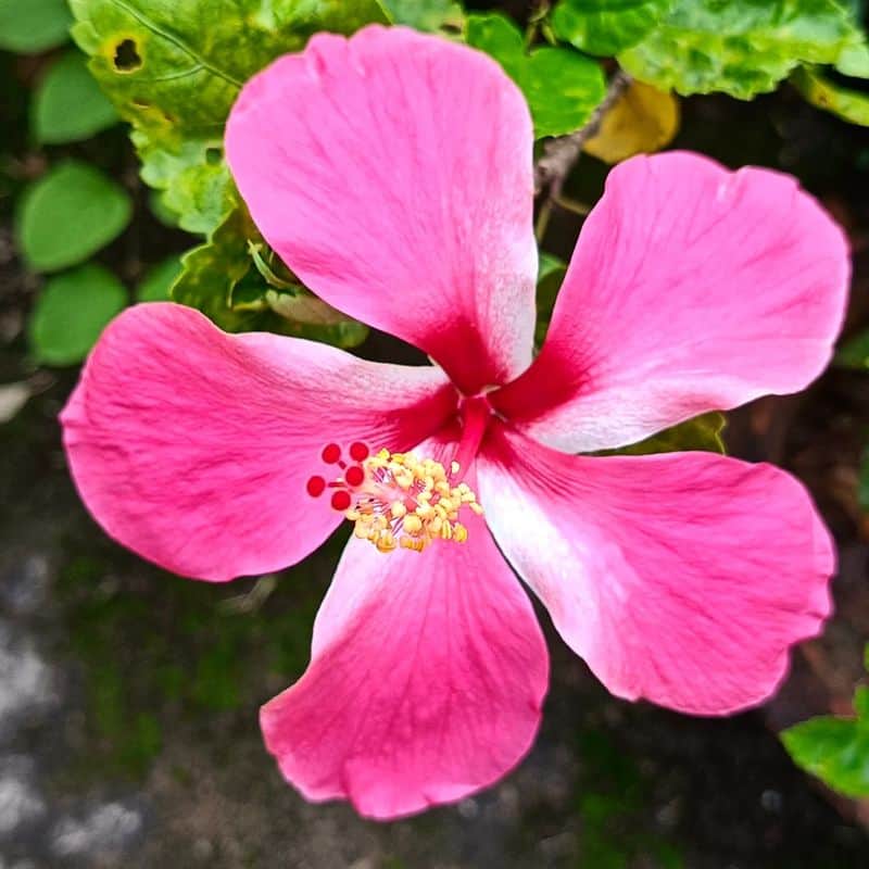 Hibiscus: The Goddess's Fiery Favorite