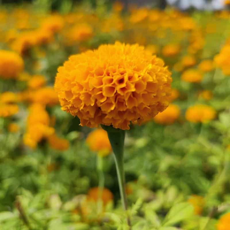 Marigold: The Party Flower for the Afterlife