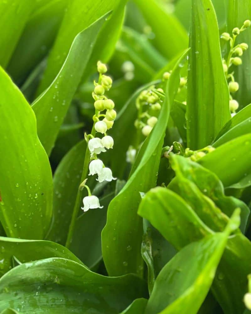 Lily of the Valley: Tiny Bells of Paradise