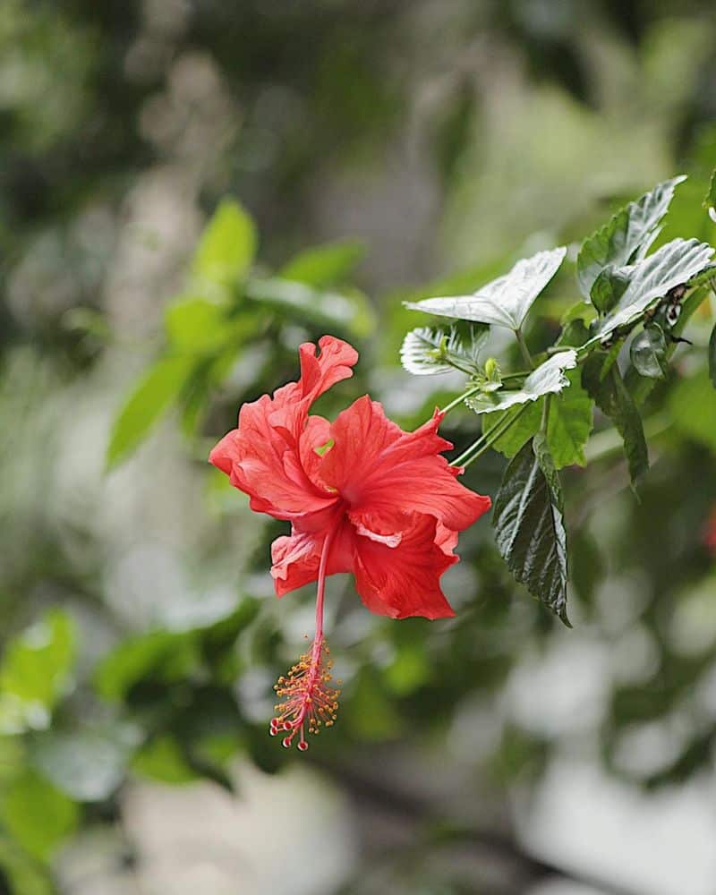 Hibiscus: The Goddess's Fiery Favorite