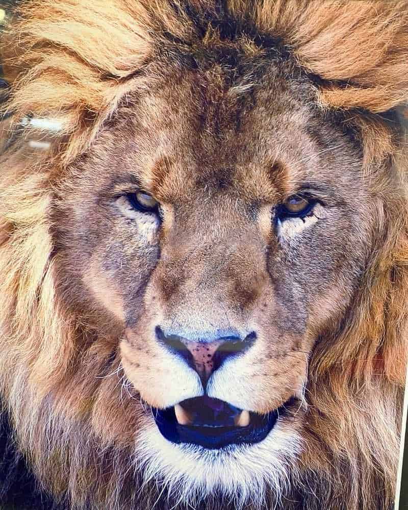 Lions: Judah's Royal Protectors